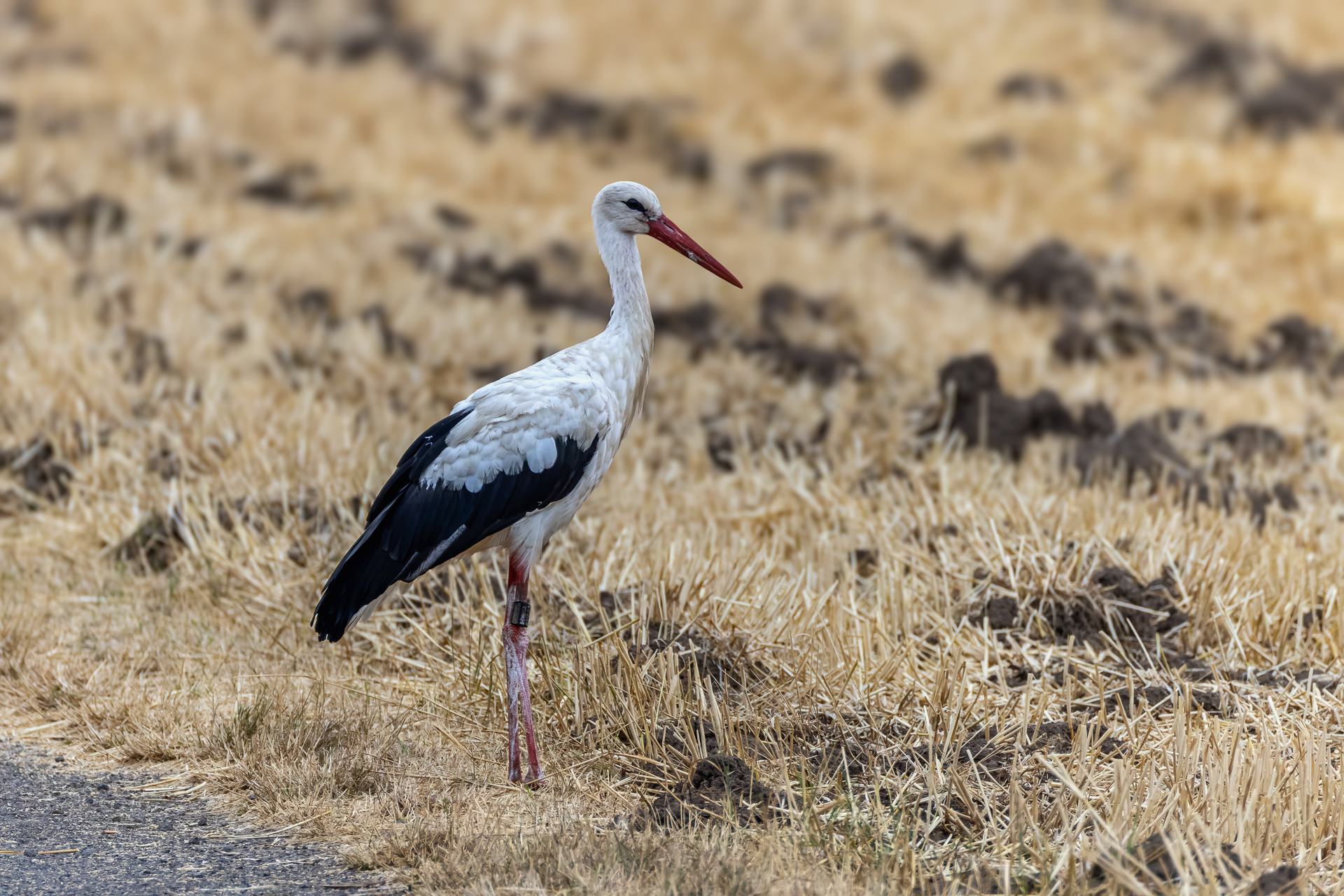 2026-07-FCa-037-Weissstorch Weißstorch