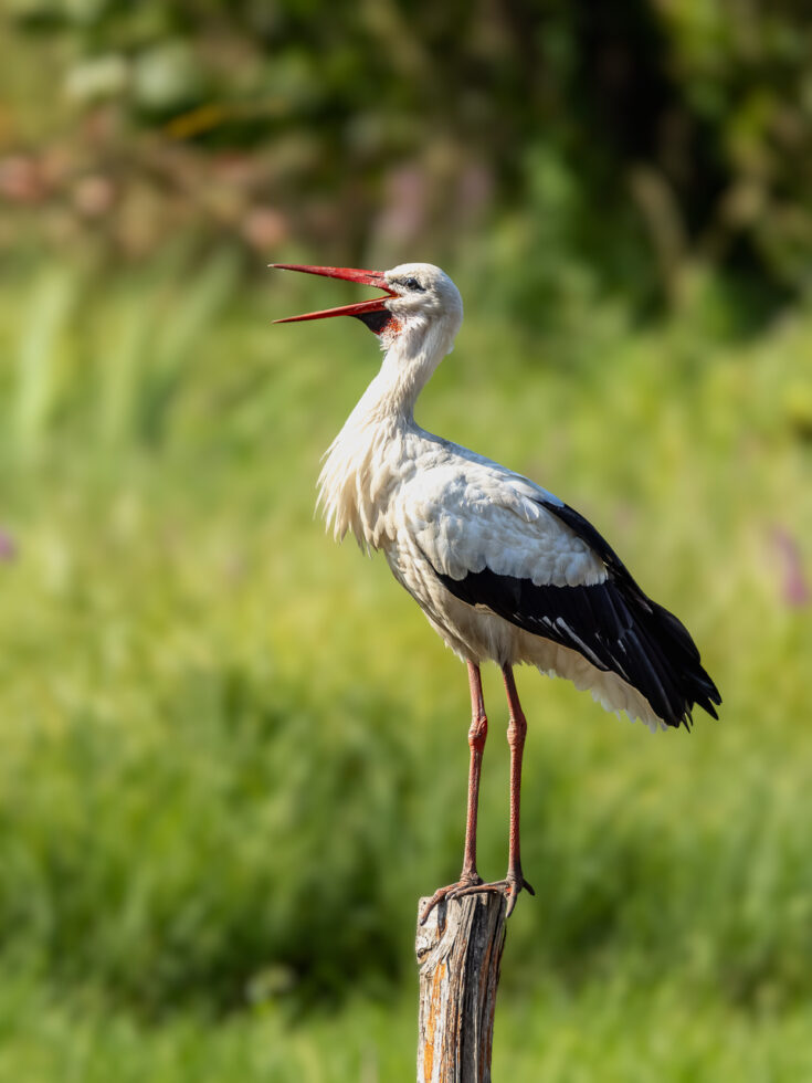 Wei&szlig;storch