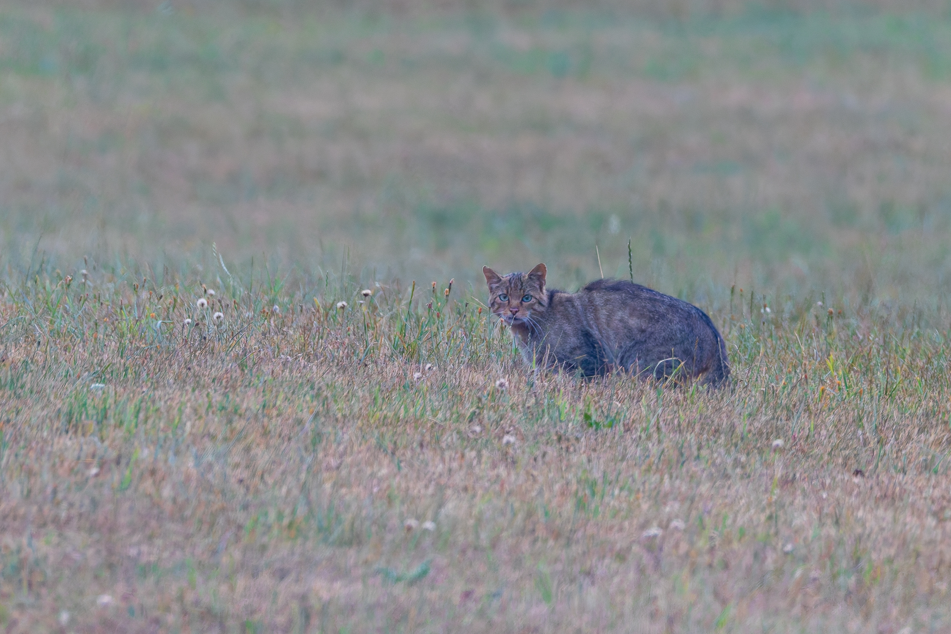 2026-08-FCa-022-Europaeische-Wildkatze Europäische Wildkatze