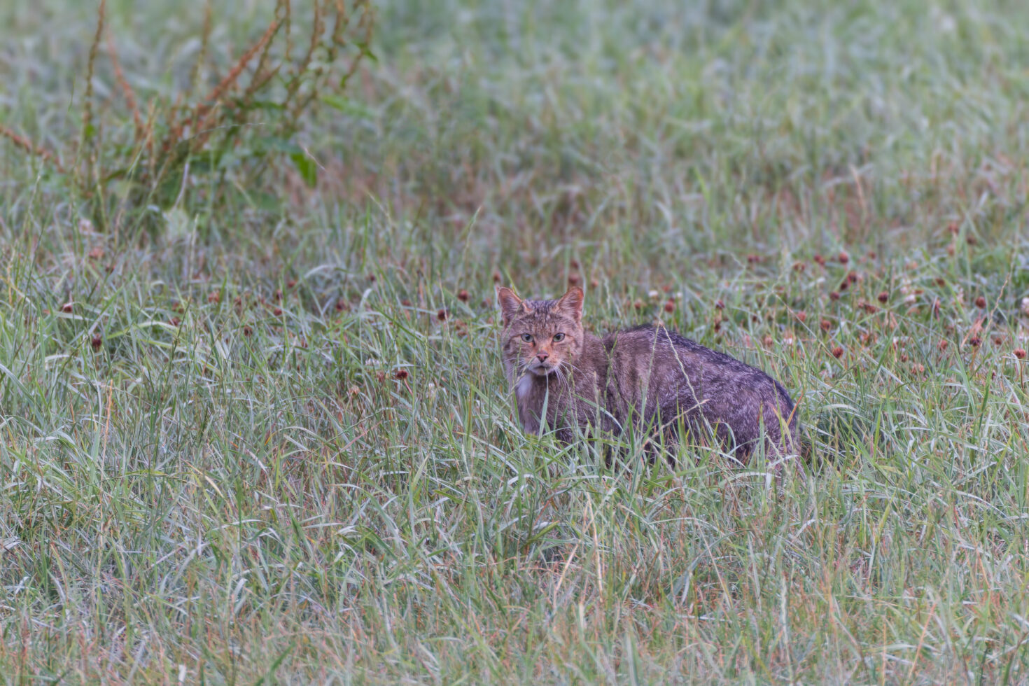 Europ&auml;ische Wildkatze