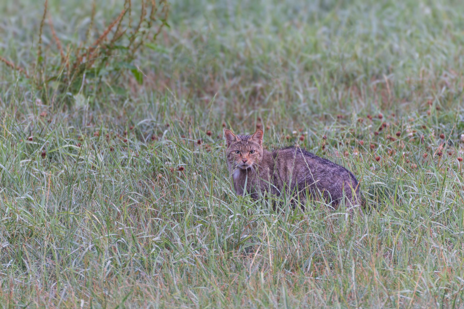 2026-08-FCa-023-Europaeische-Wildkatze Europäische Wildkatze