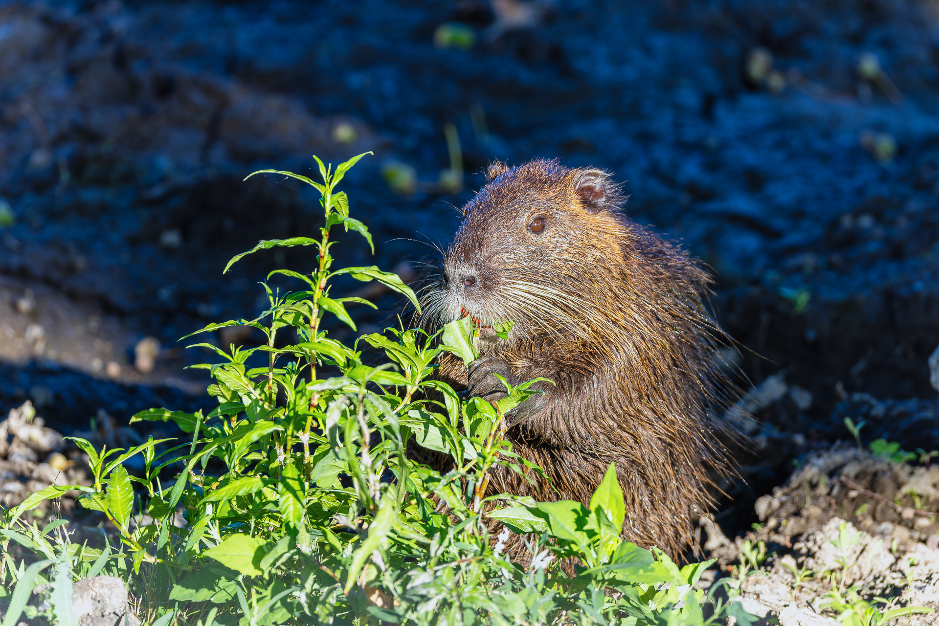 2026-08-FCa-029-Nutria Nutria