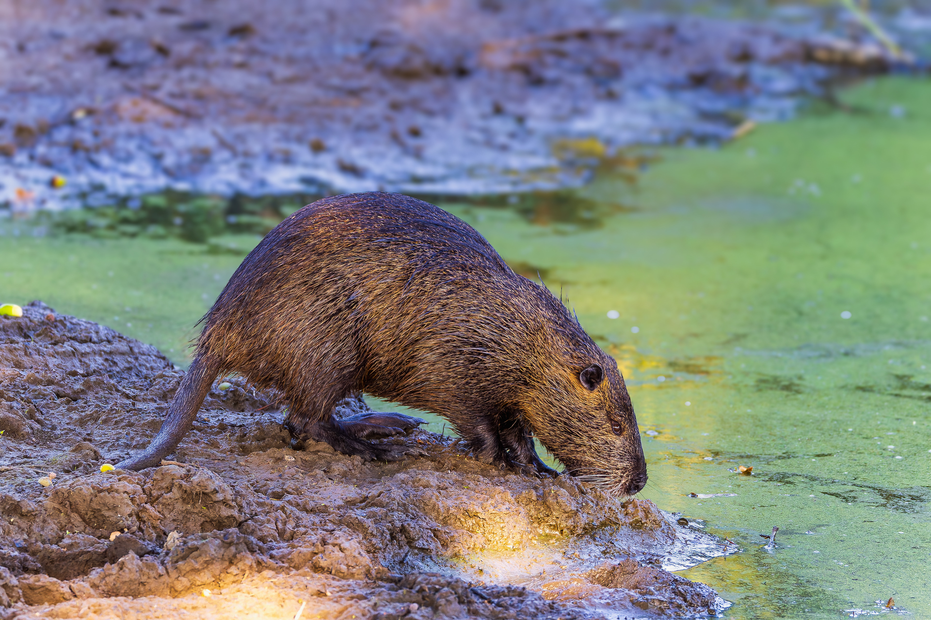 2026-08-FCa-030-Nutria Nutria