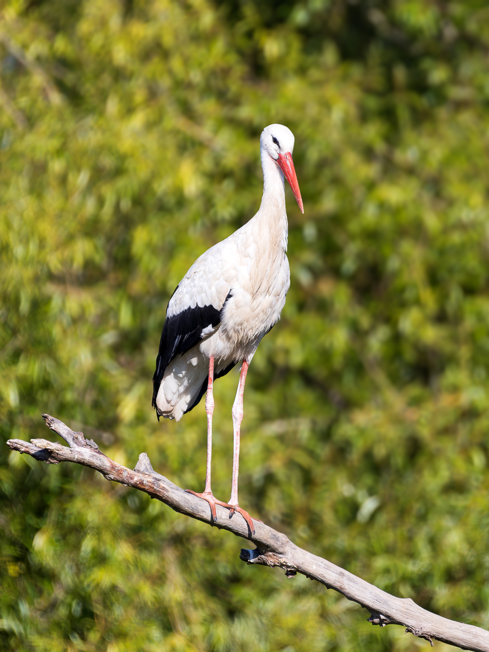 2026-08-FCa-043-Weissstorch Weißstorch