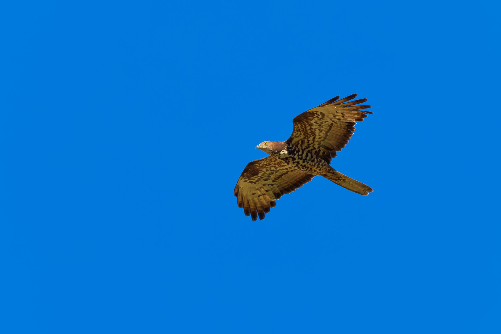 2026-08-FCa-045-Wespenbussard Wespenbussard