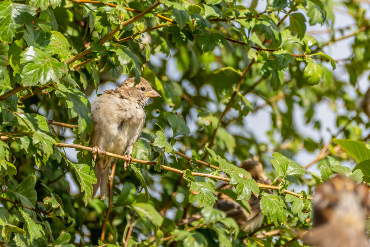 Haussperling (Spatz)