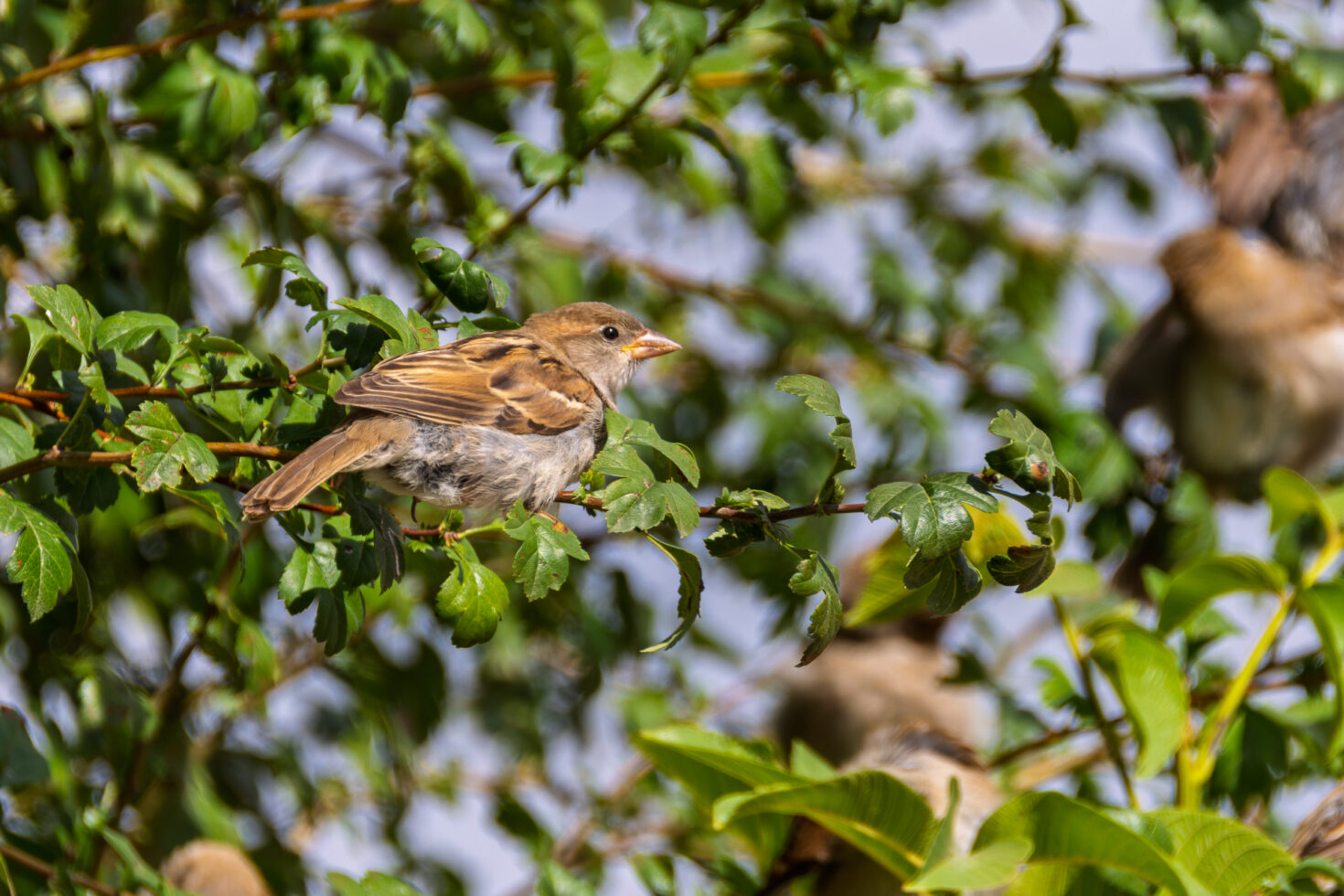 Haussperling (Spatz)