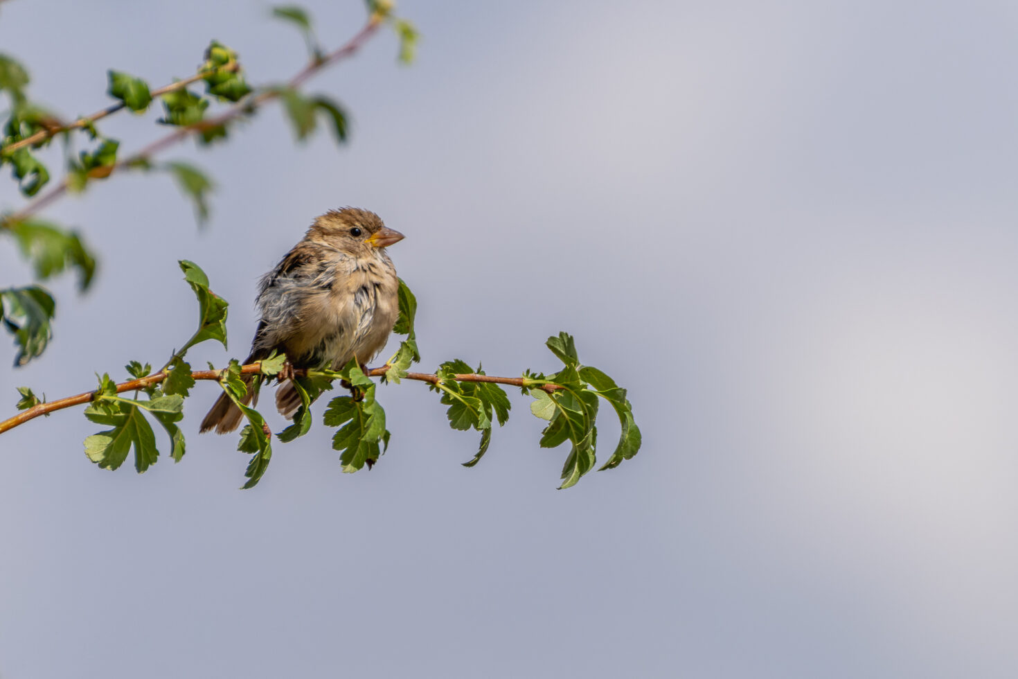 Haussperling (Spatz)