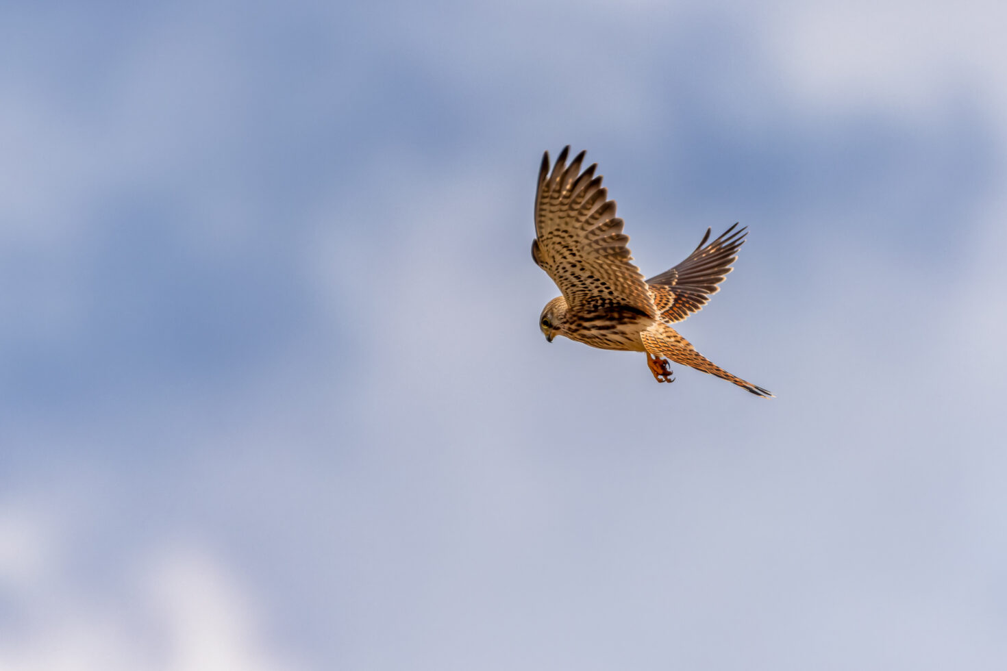 Turmfalke - weiblich