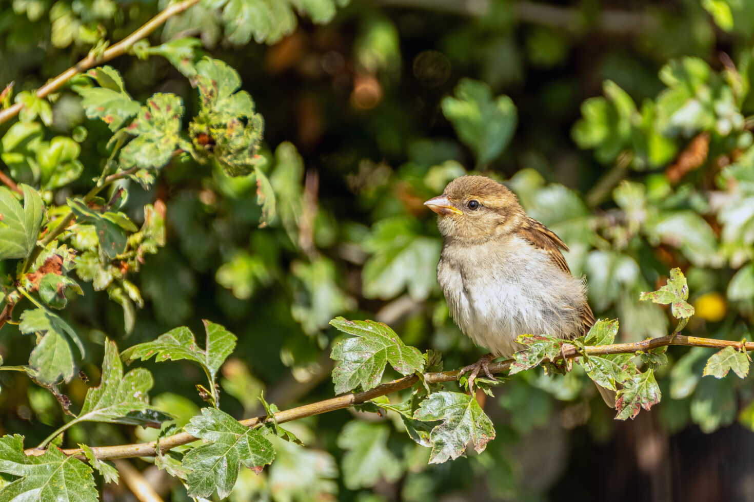 Haussperling (Spatz)