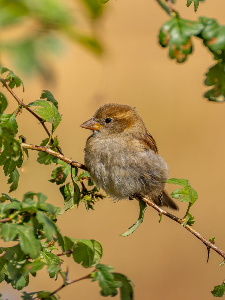 Haussperling (Spatz)