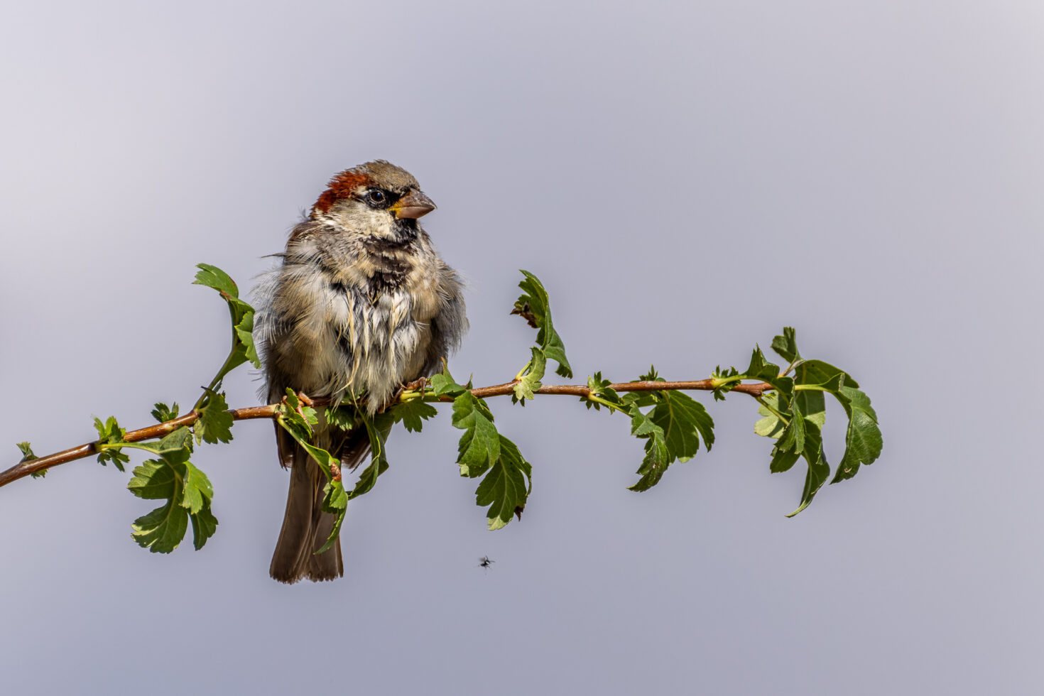 Haussperling (Spatz) - m&auml;nnlich