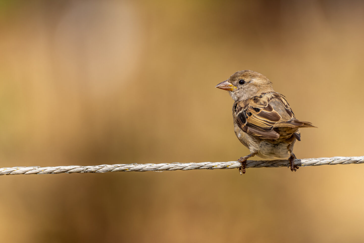 Haussperling (Spatz)