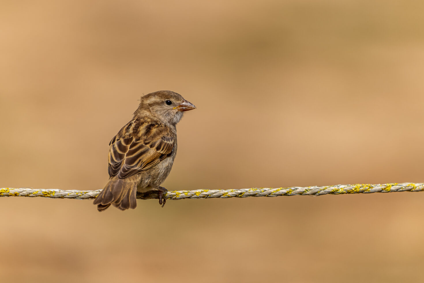 Haussperling (Spatz)
