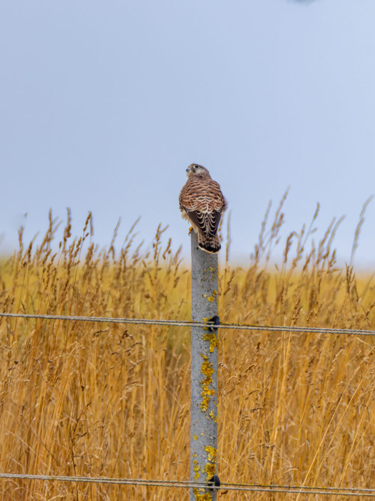 Turmfalke - weiblich