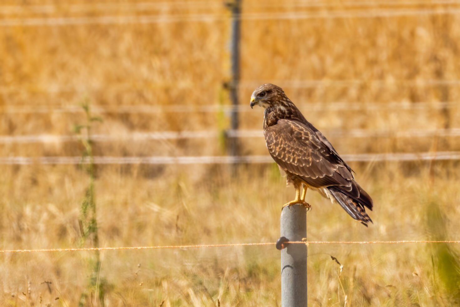 M&auml;usebussard