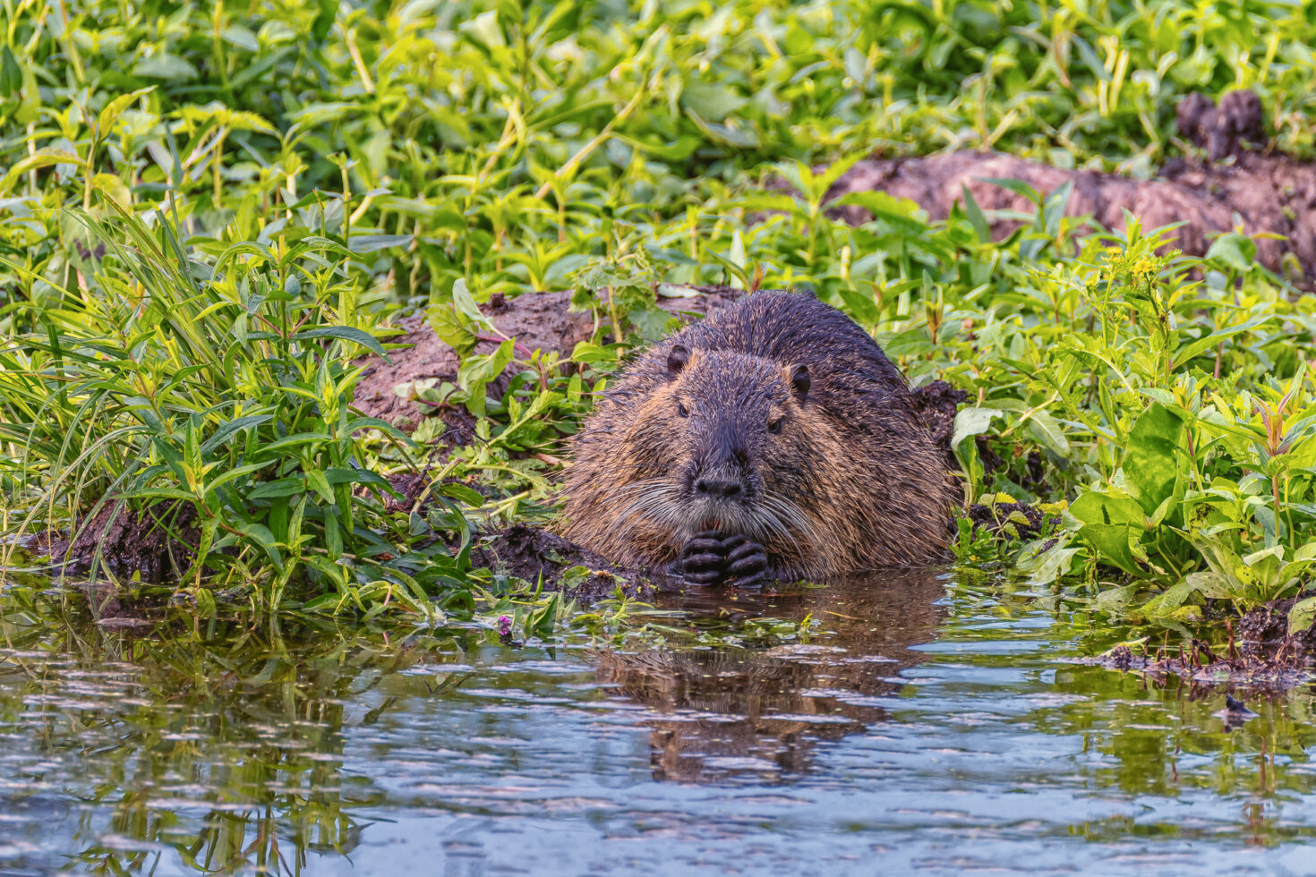 Nutria