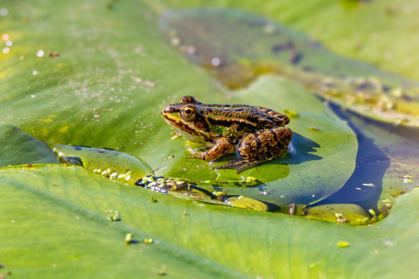 Wasserfrosch - nicht n&auml;her bestimmt