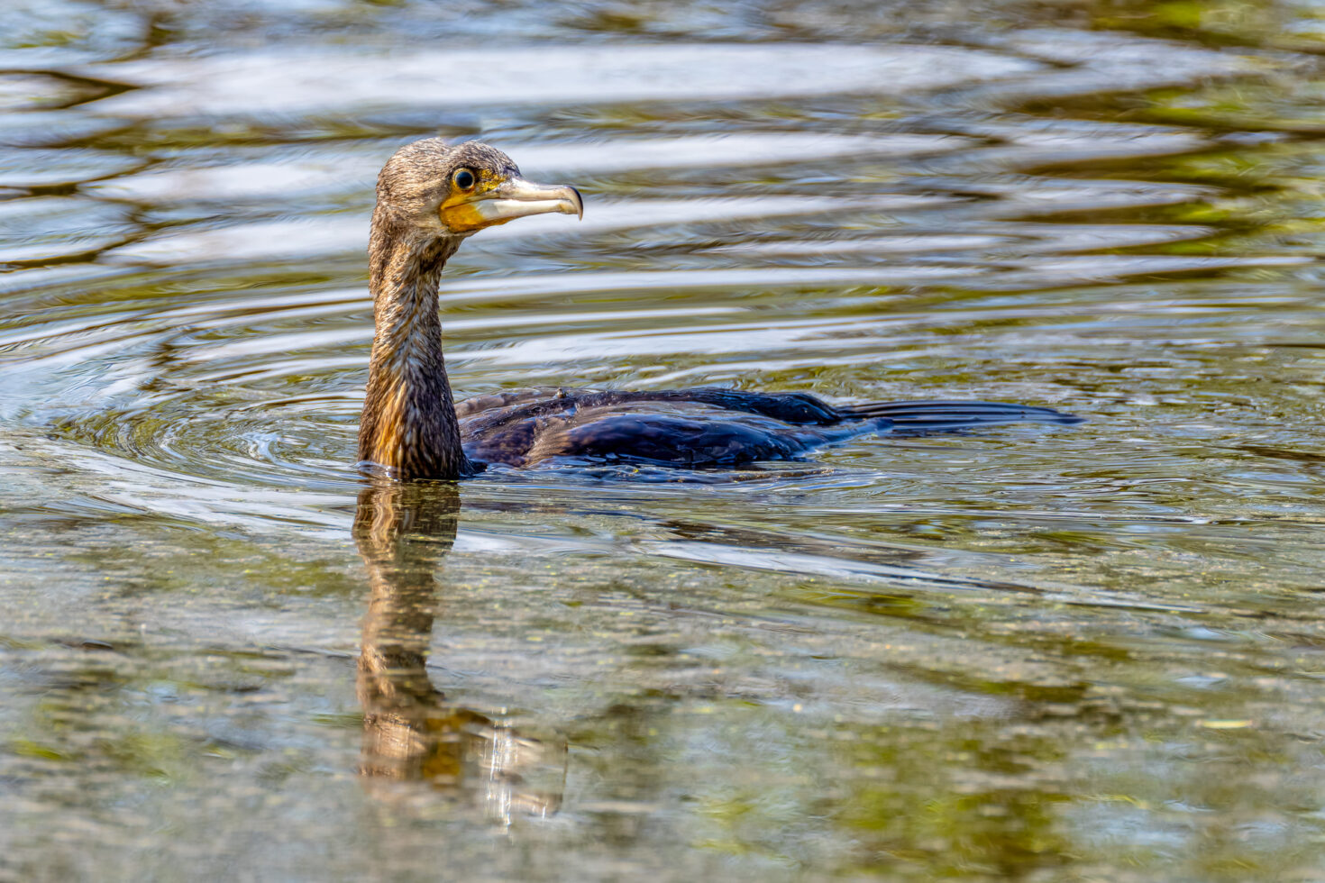 Kormoran