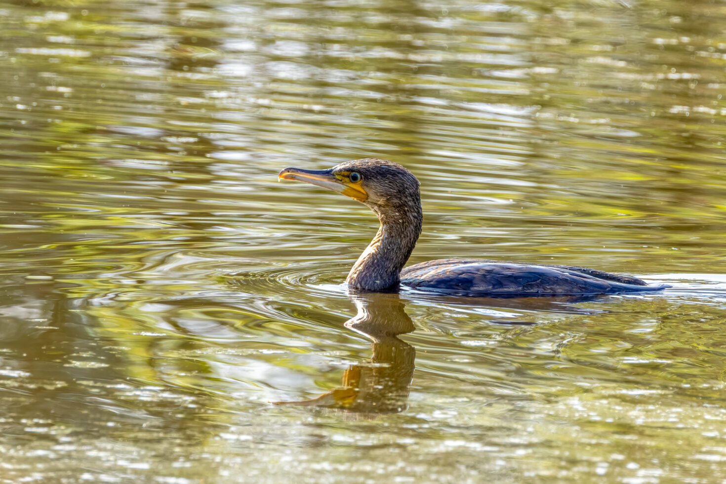 Kormoran