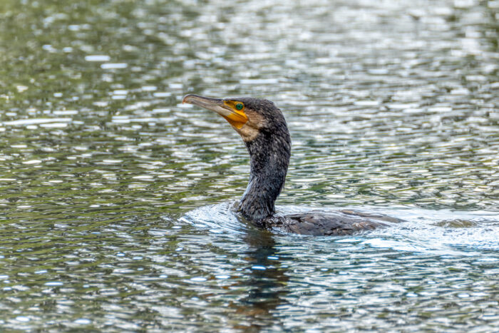 Kormoran