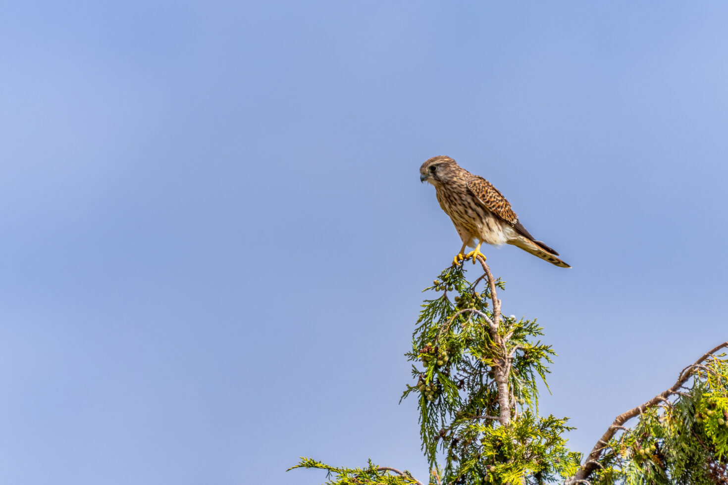 Turmfalke - weiblich
