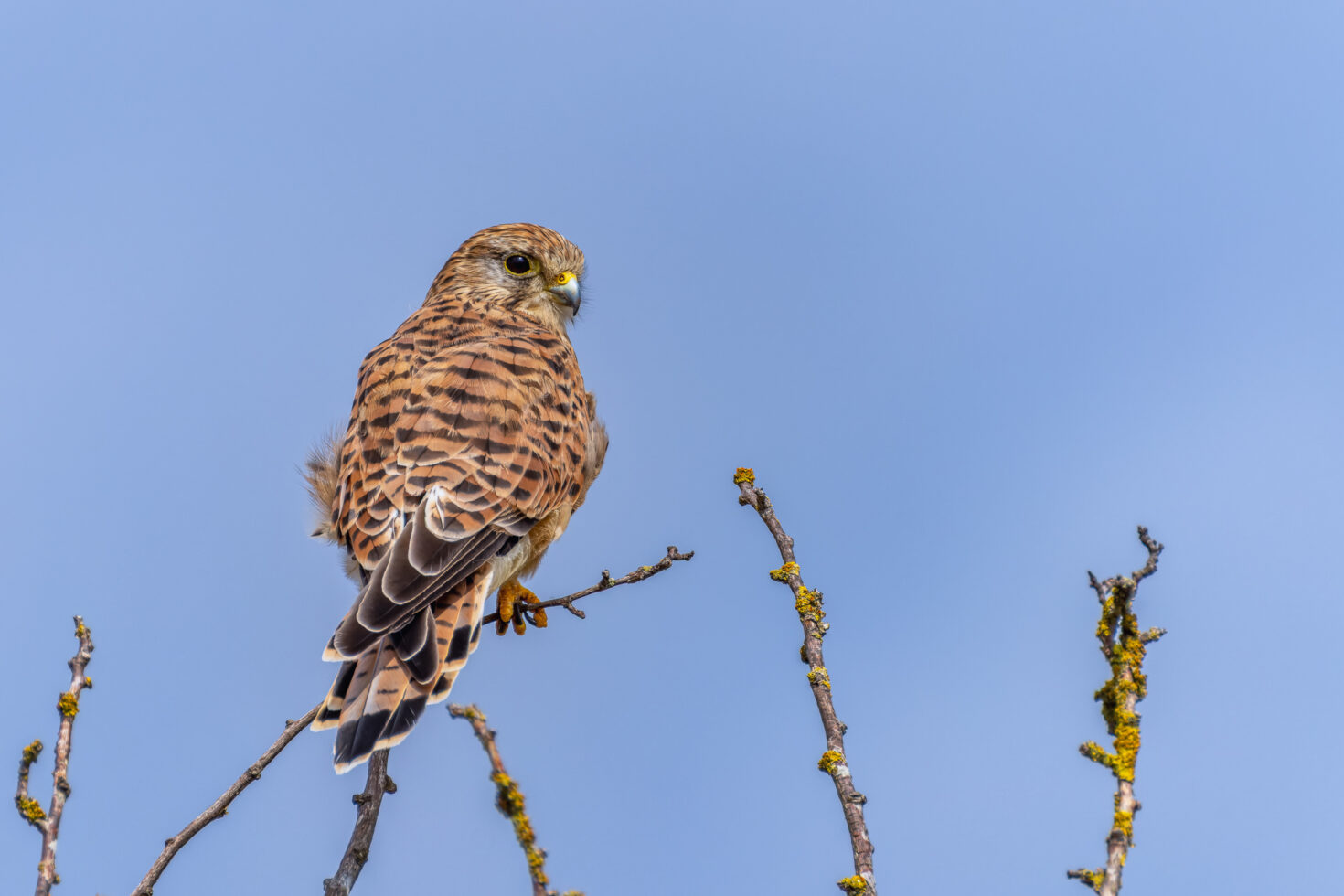 Turmfalke - weiblich