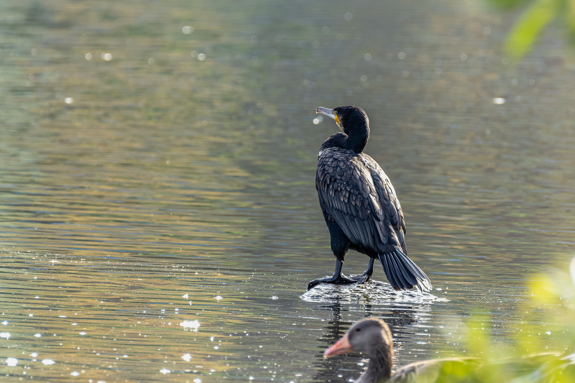2026-08-FCa-081-Kormoran Kormoran