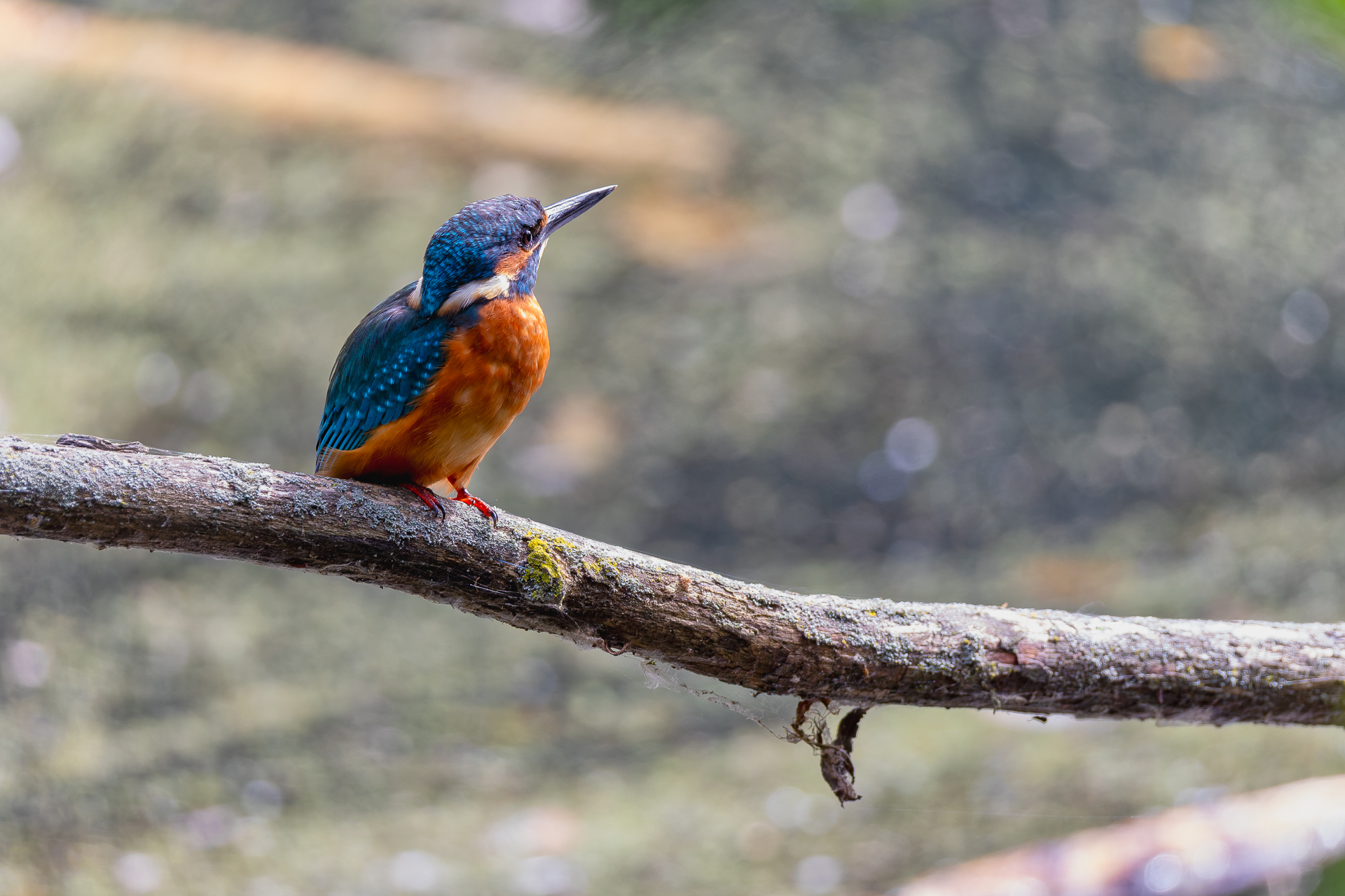2026-08-FCa-083-Eisvogel-maennlich Eisvogel - männlich