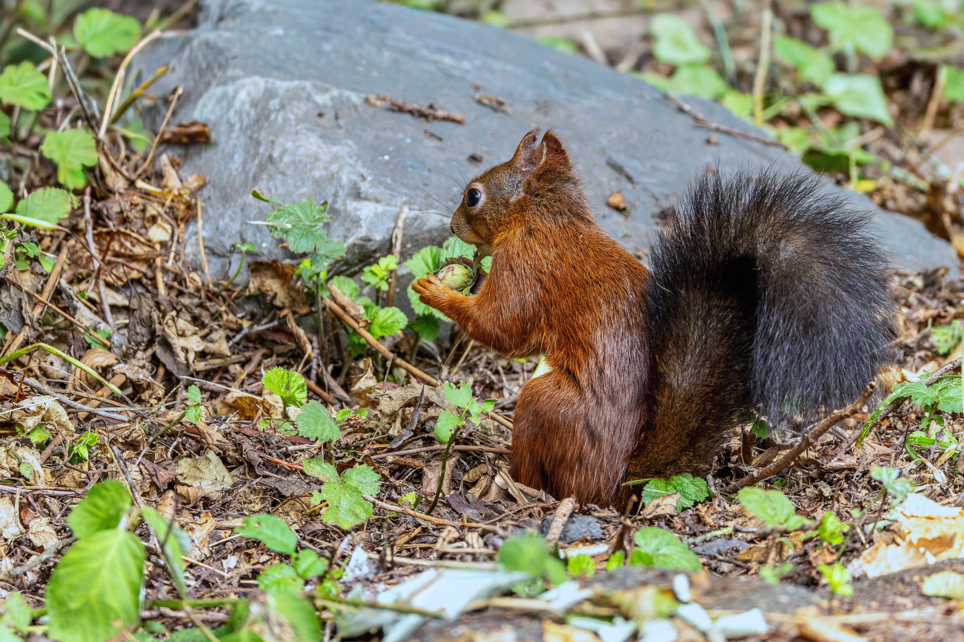 2026-08-FCa-089-Eurasisches-Eichhoernchen Eurasisches Eichhörnchen