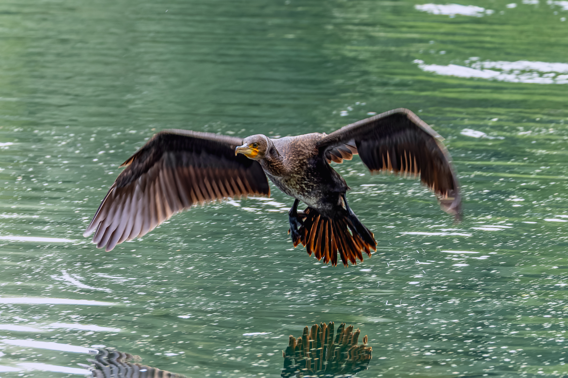 2026-08-FCa-090-Kormoran Kormoran