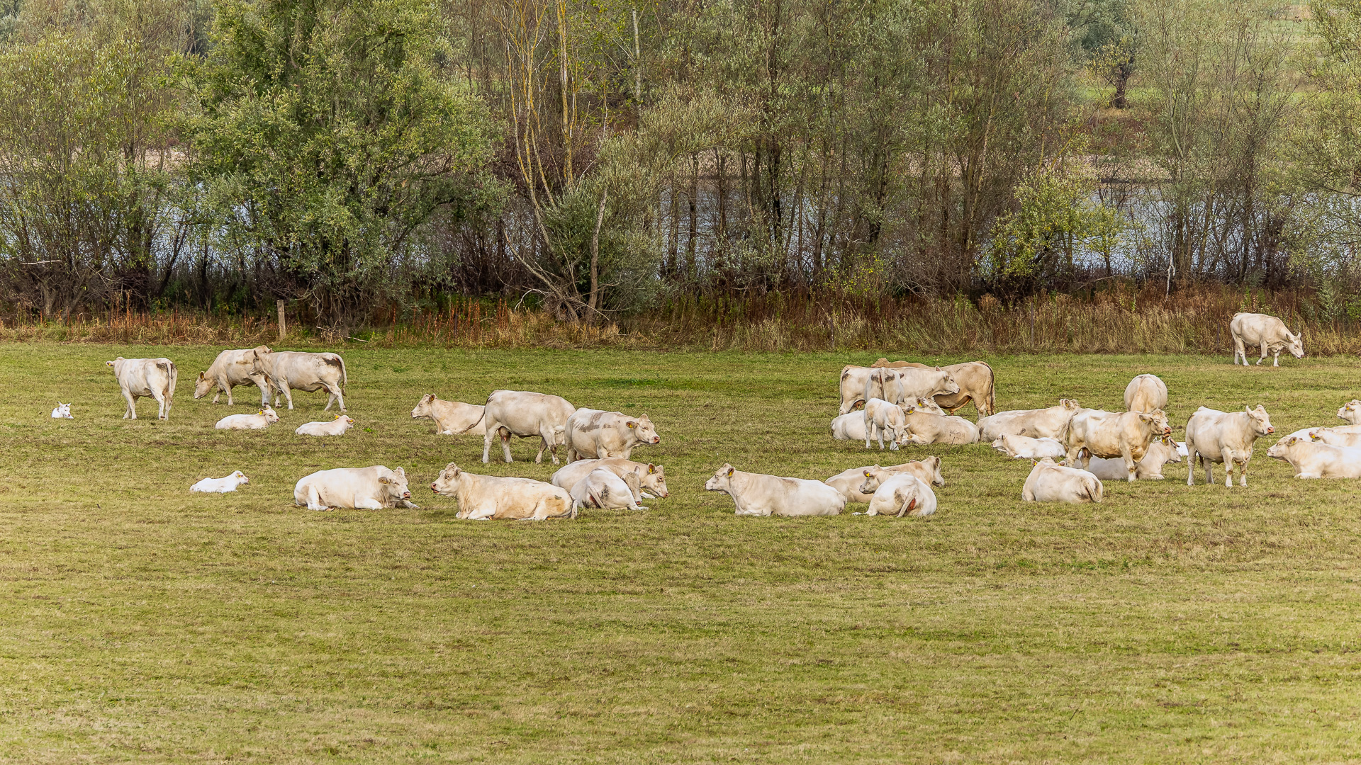 2026-08-FCa-092-Rinder Rinderherde