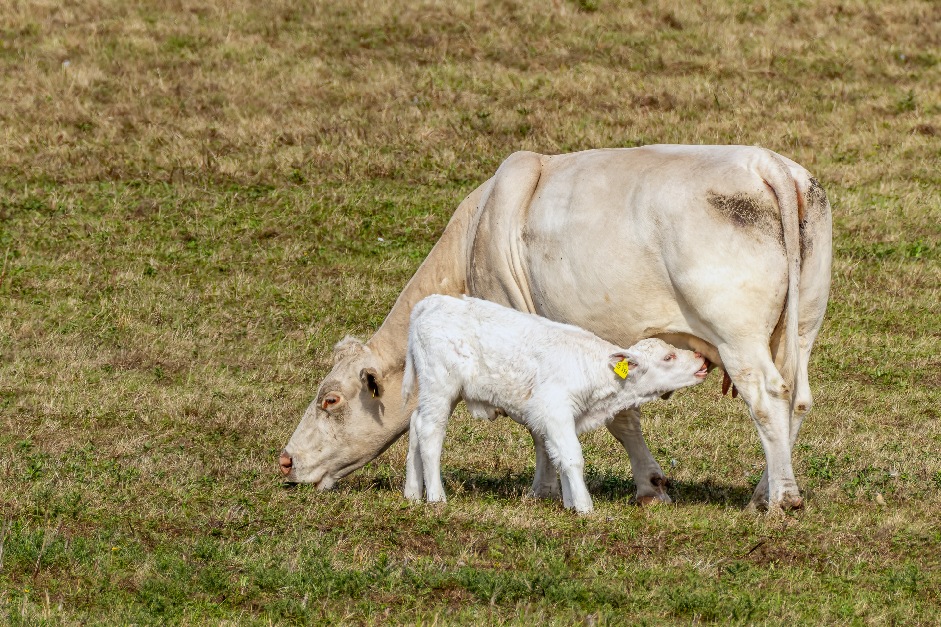 2026-08-FCa-096-Mutterkuh-Kalb Mutterkuh mit Kalb