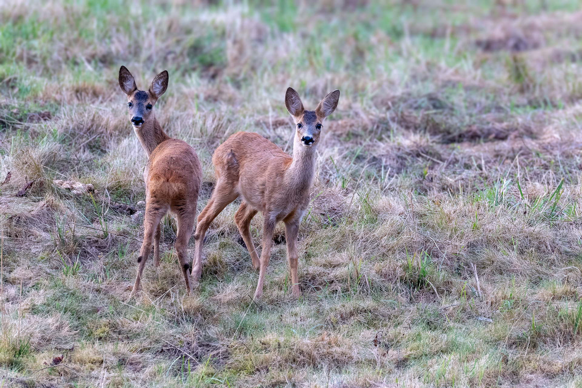 2026-08-FCa-099-Rehe Zwei nicht mehr so kleine Rehkitze aus dem Frühjahr