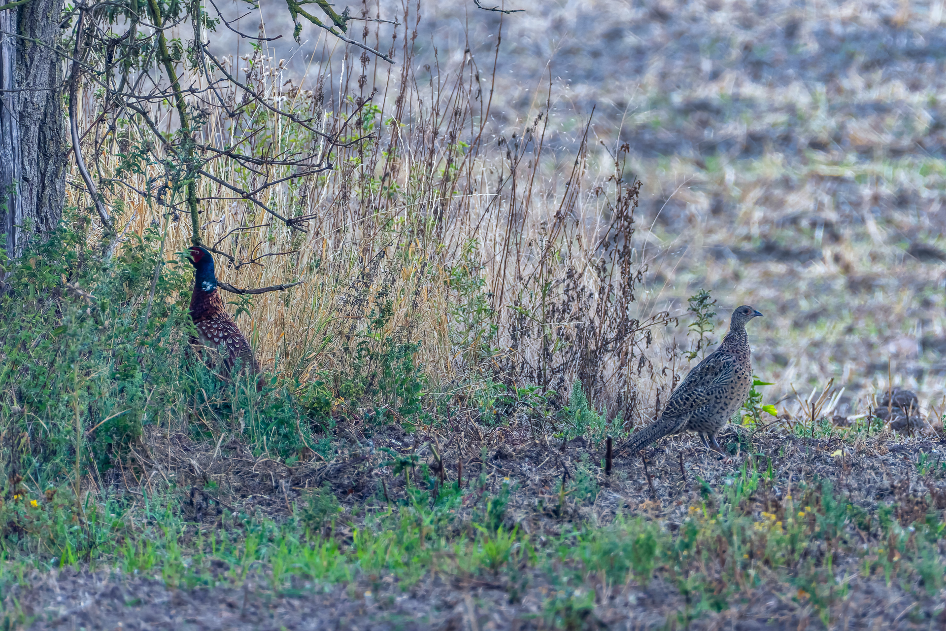 2026-08-FCa-101-Jagdfasan-maennlich-weiblich Jagdfasane (links männlich / rechts weiblich)