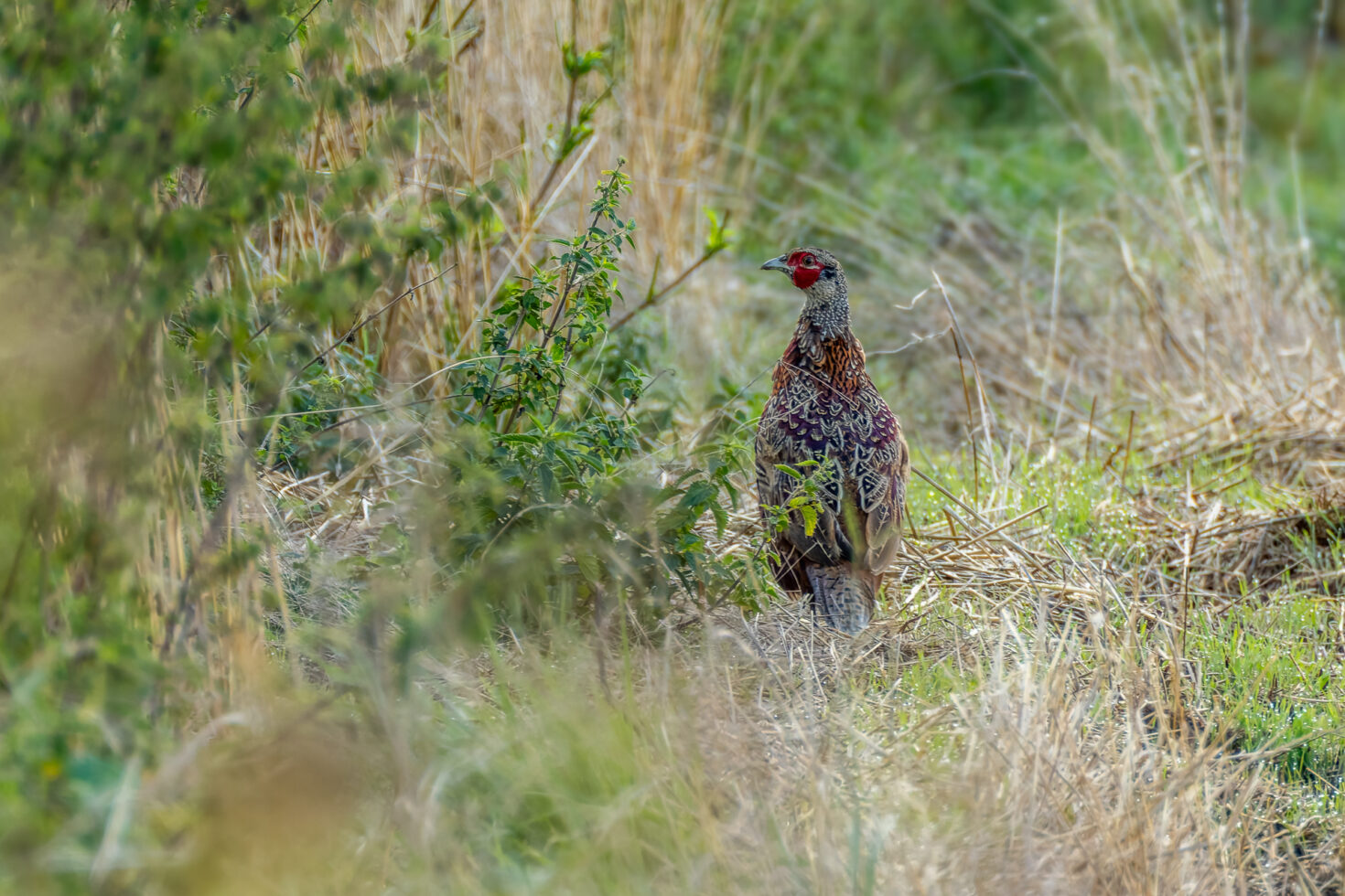 Jagdfasan - m&auml;nnlicher Jungvogel