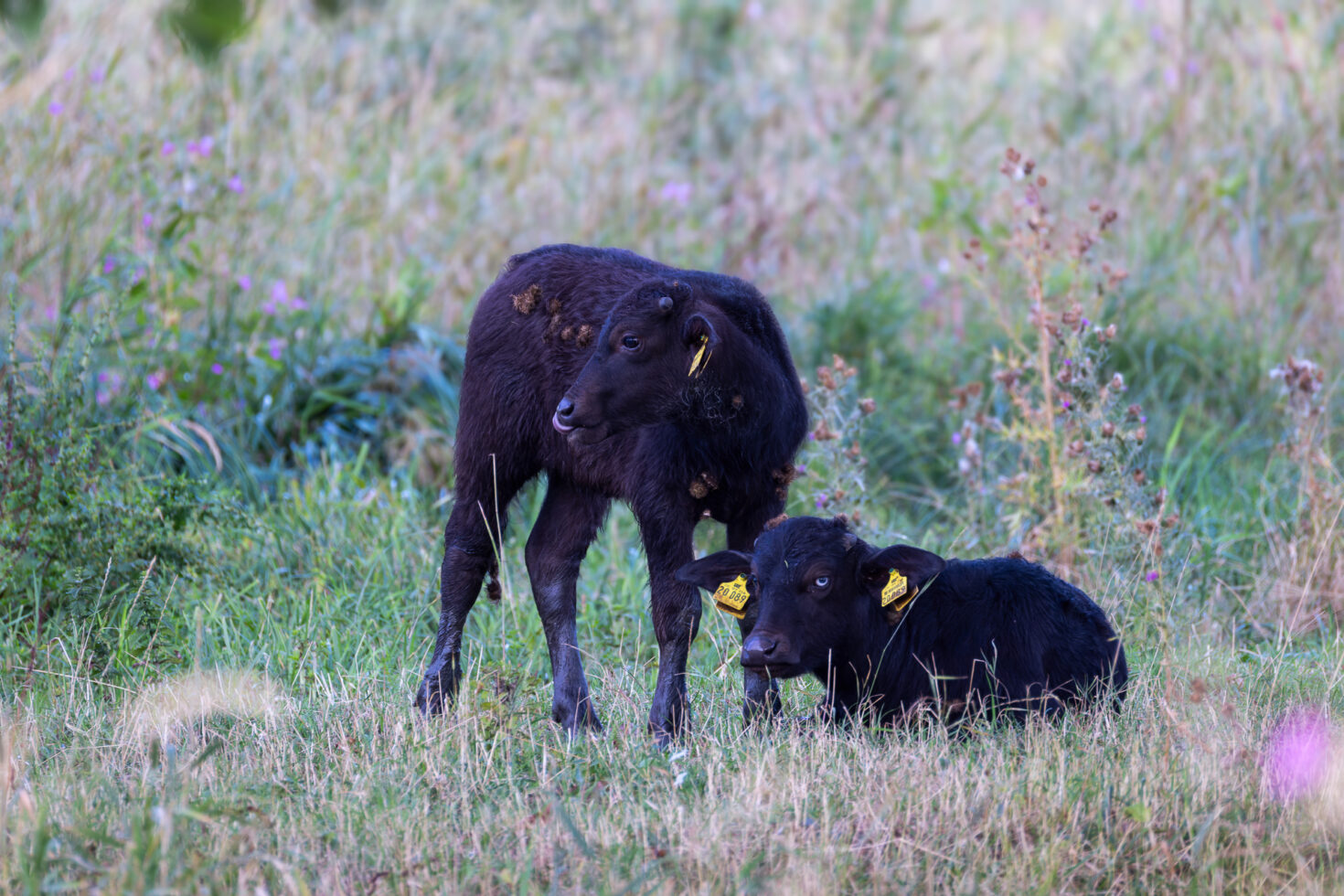 Karpatenb&uuml;ffelk&auml;lber