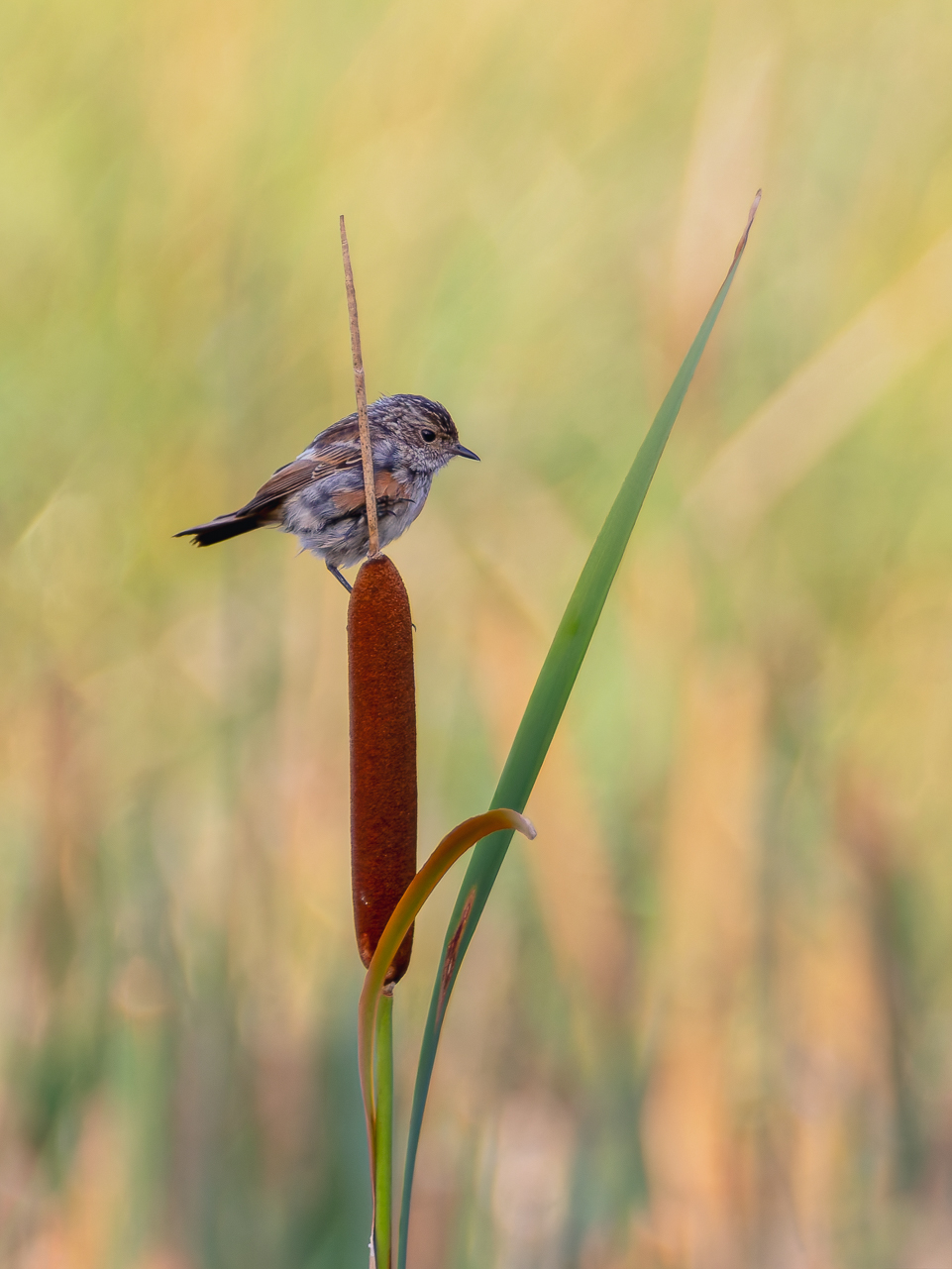 2026-09-FCa-005-Schwarzkehlchen-Jungvogel Schwarzkehlchen - Jungvogel