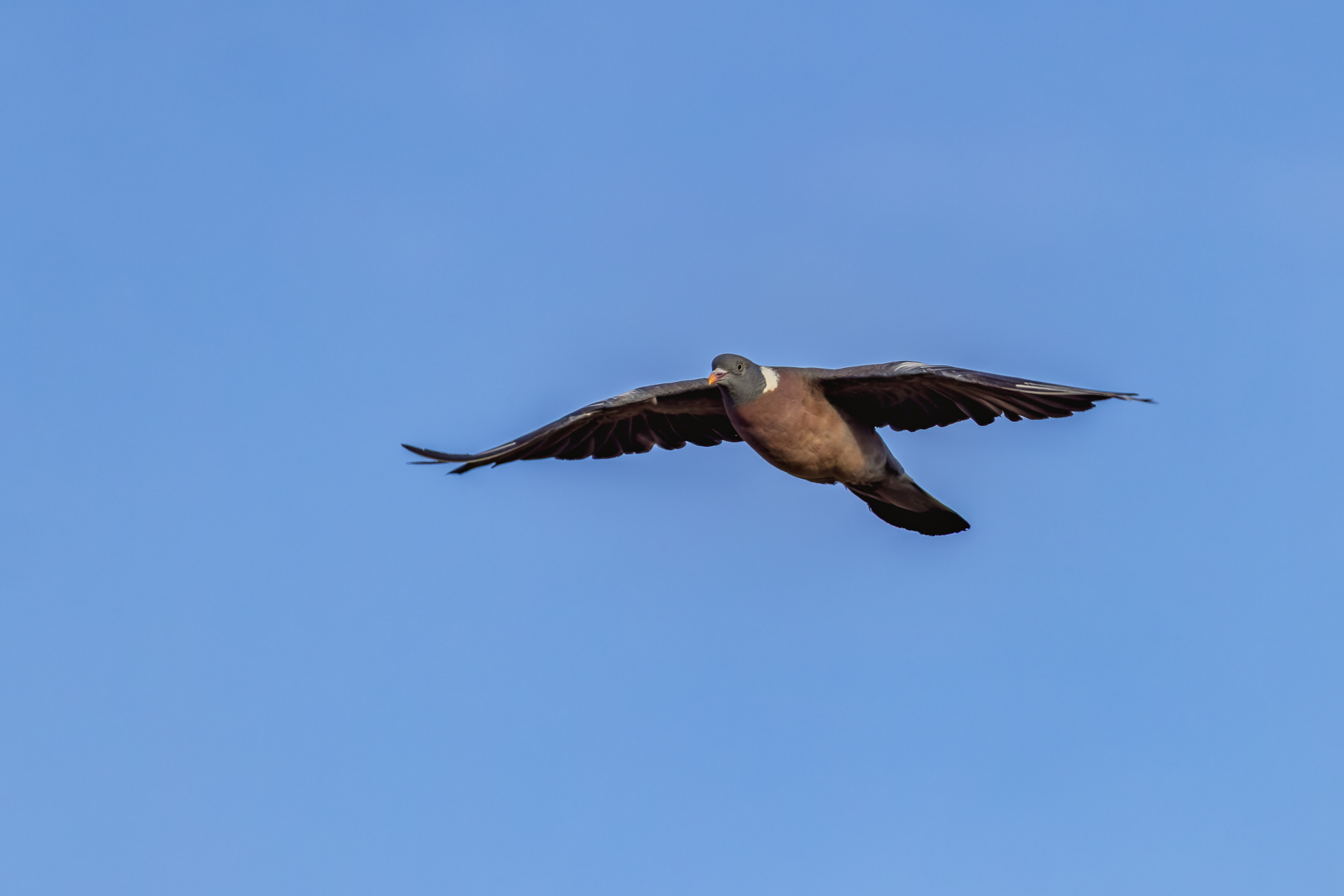 2026-09-FCa-007-Ringeltaube Ringeltaube