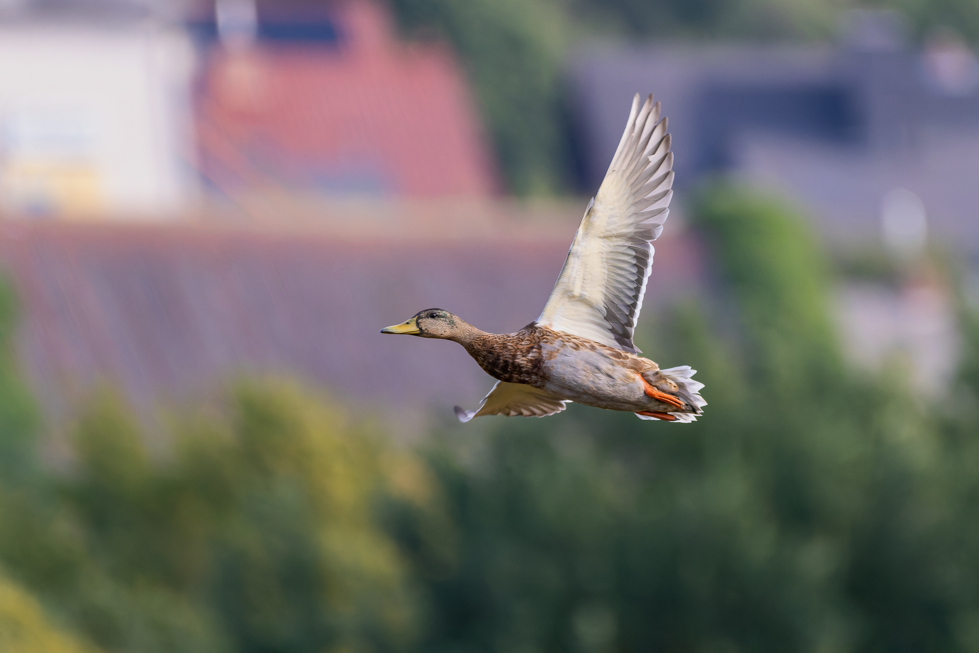 2026-09-FCa-009-Stockente-weiblich Stockente - weiblich