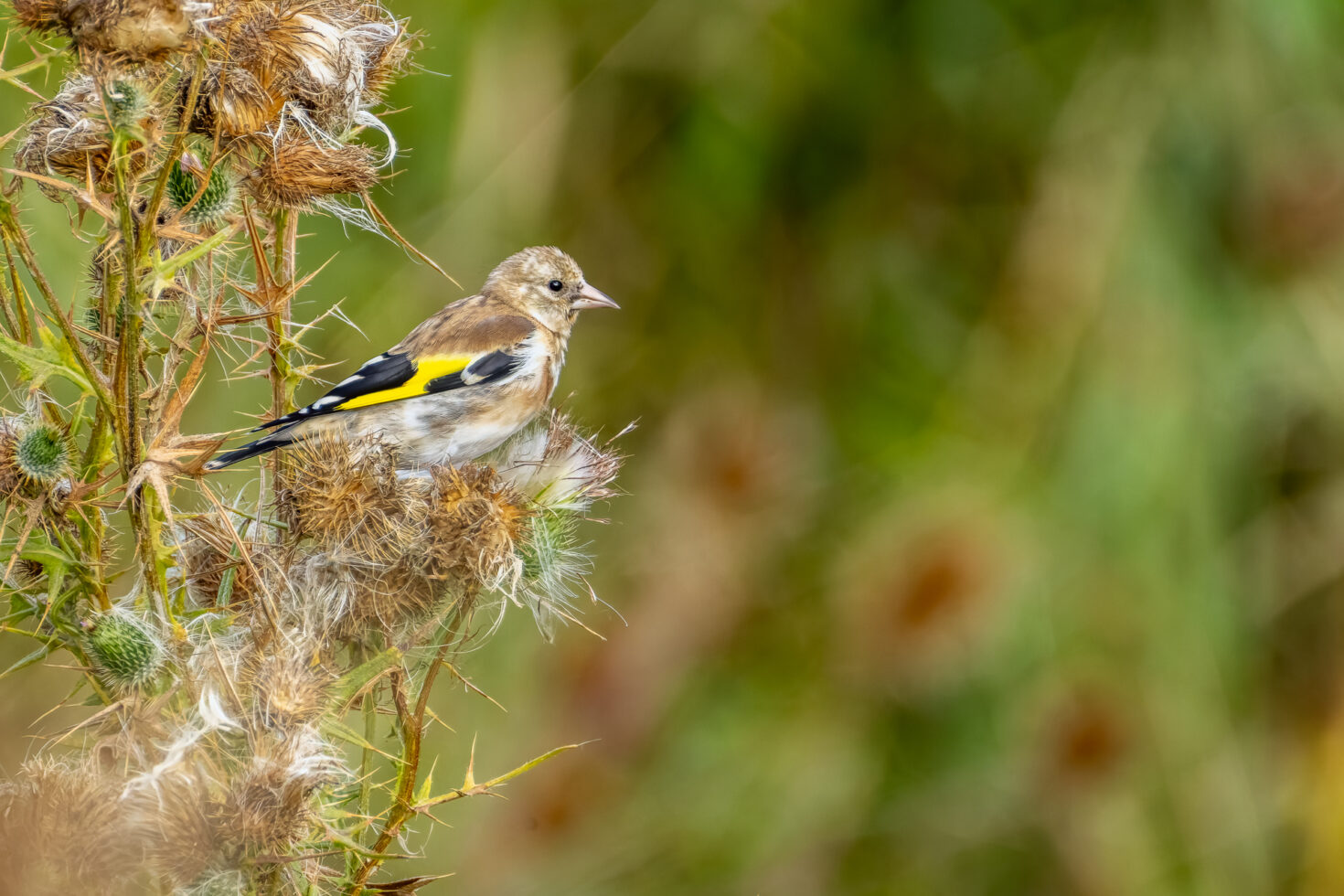 Stieglitz (Distelfink) - Jungvogel
