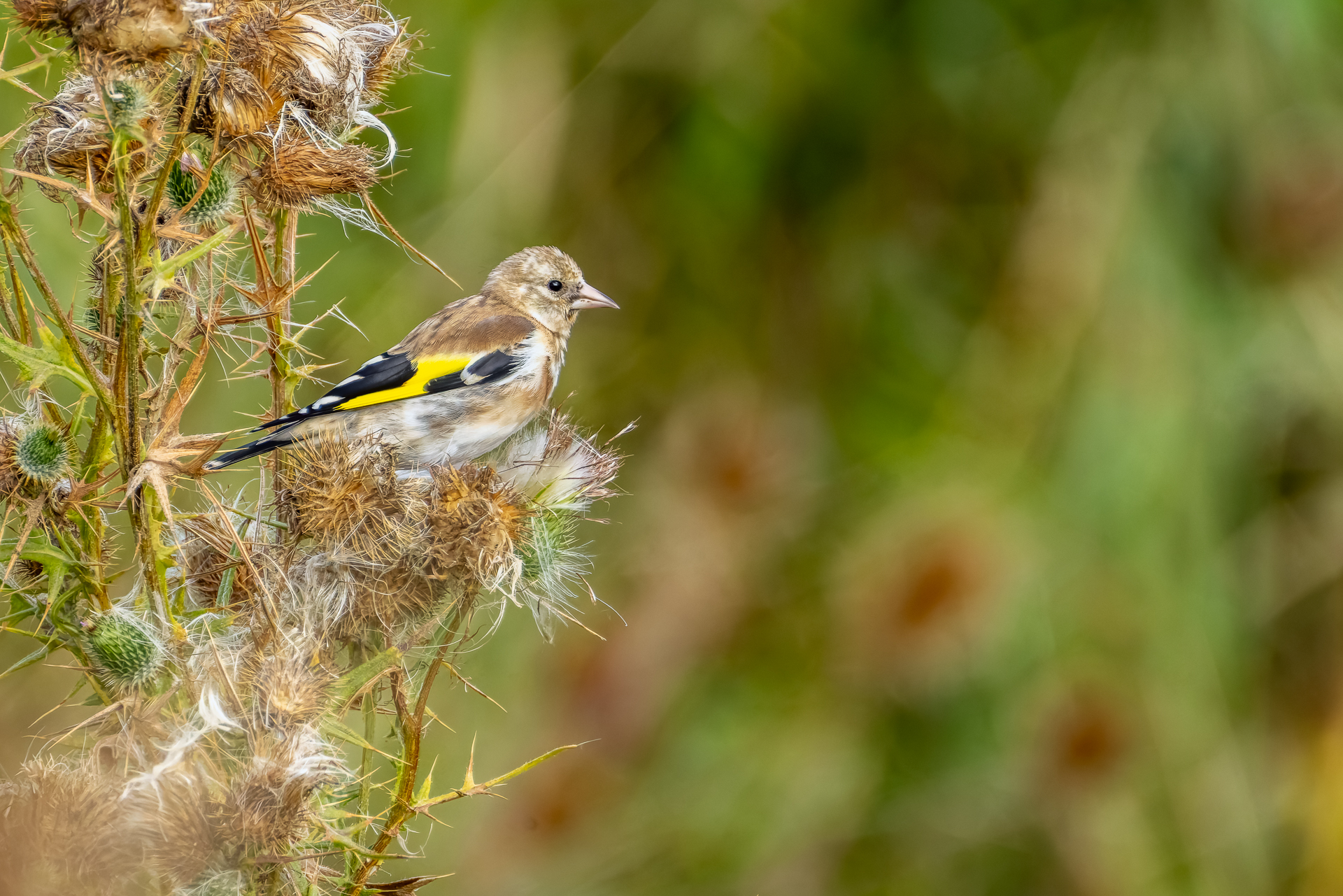 2026-09-FCa-014-Distelfink-Stieglitz Stieglitz (Distelfink) - Jungvogel