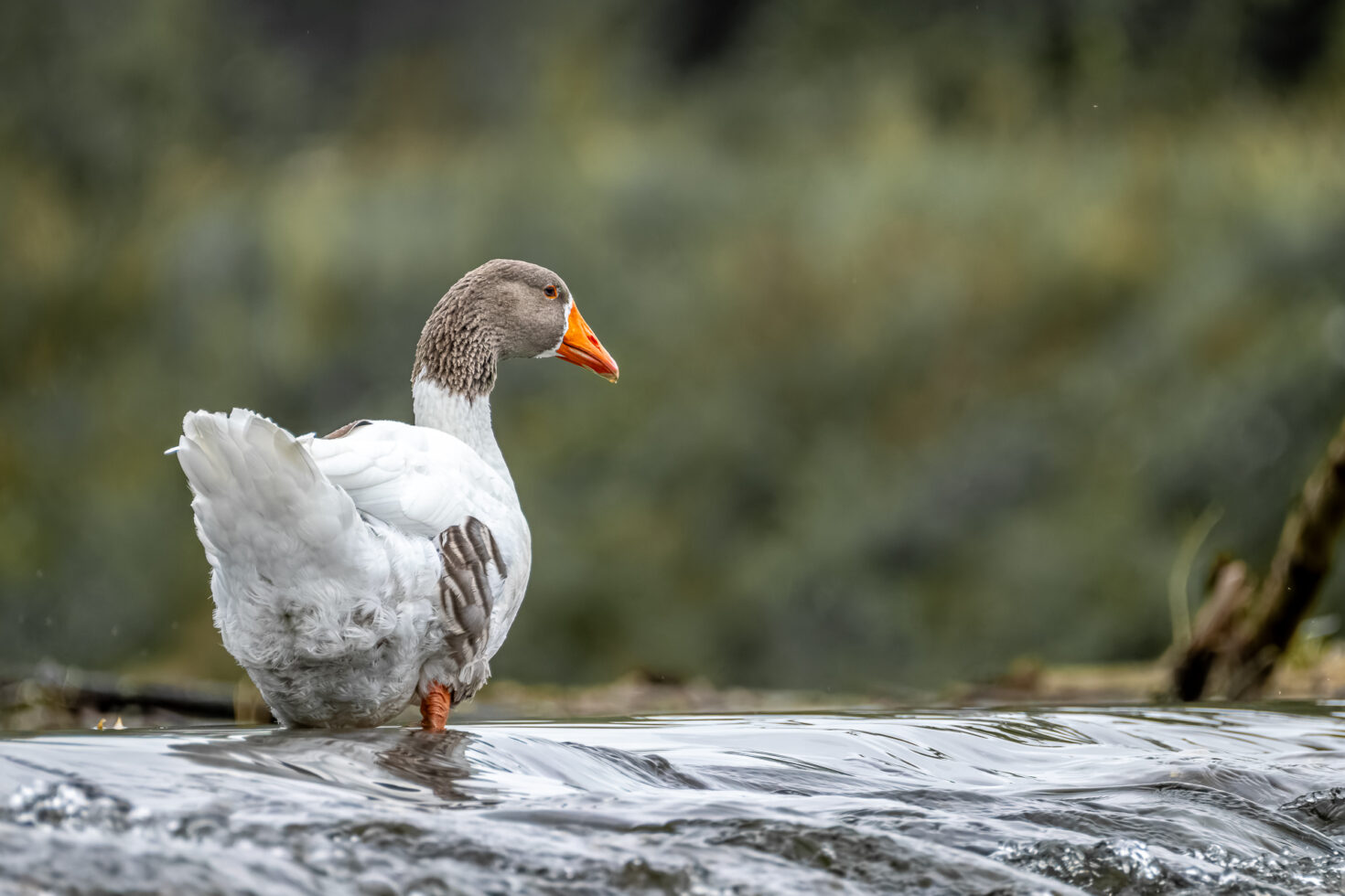 G&auml;nsemischling