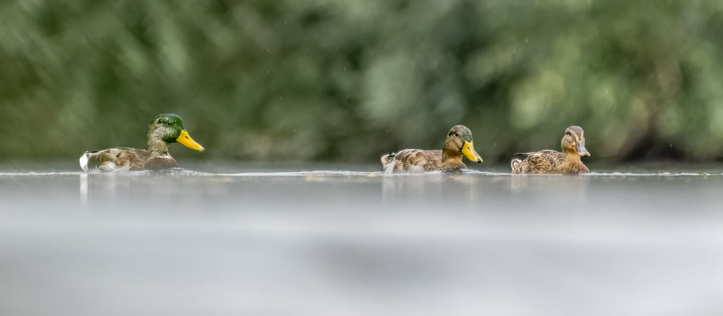 Stockenten - m&auml;nnlich / weiblich