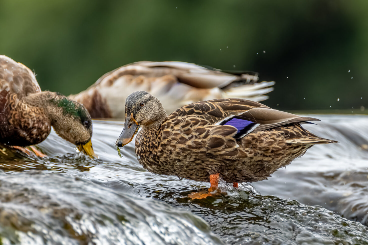 Stockenten gr&uuml;ndeln an einem Wehr nach Algen