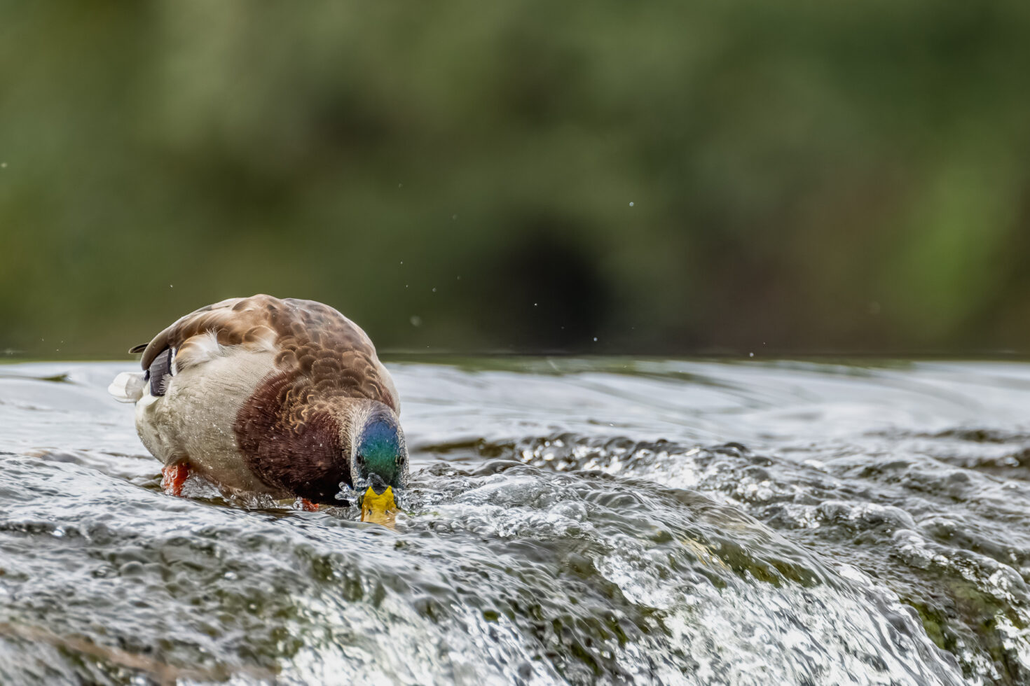 Stockente (m&auml;nnlich) gr&uuml;ndelt an einem Wehr nach Algen