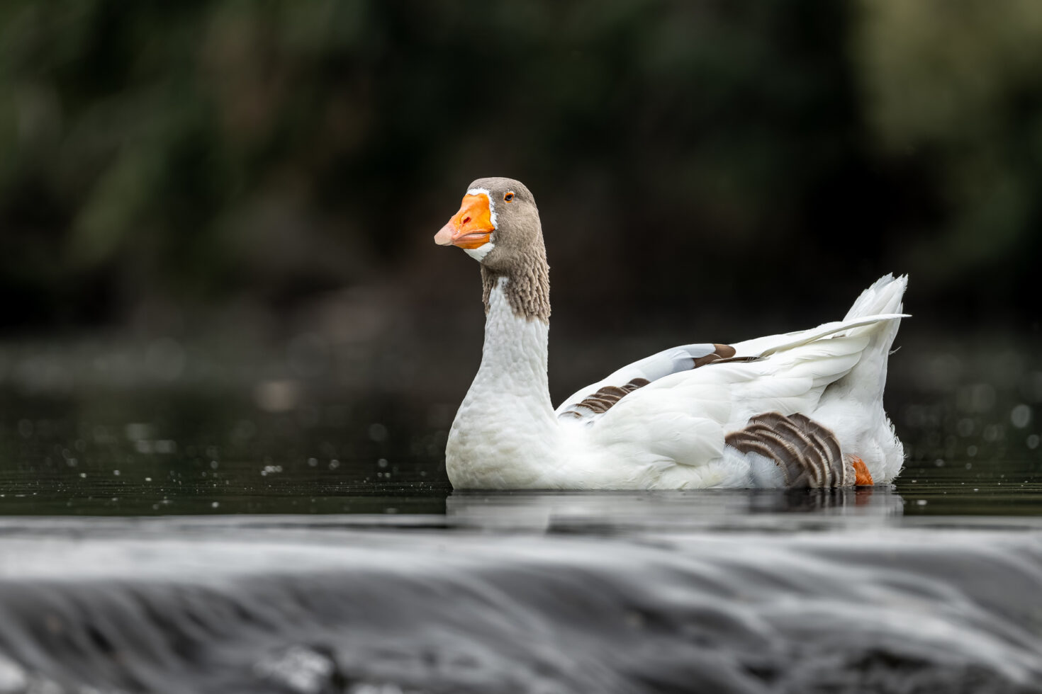 G&auml;nsemischling