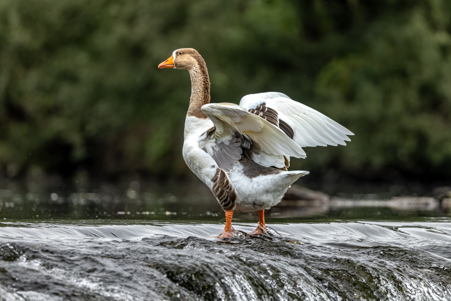 G&auml;nsemischling