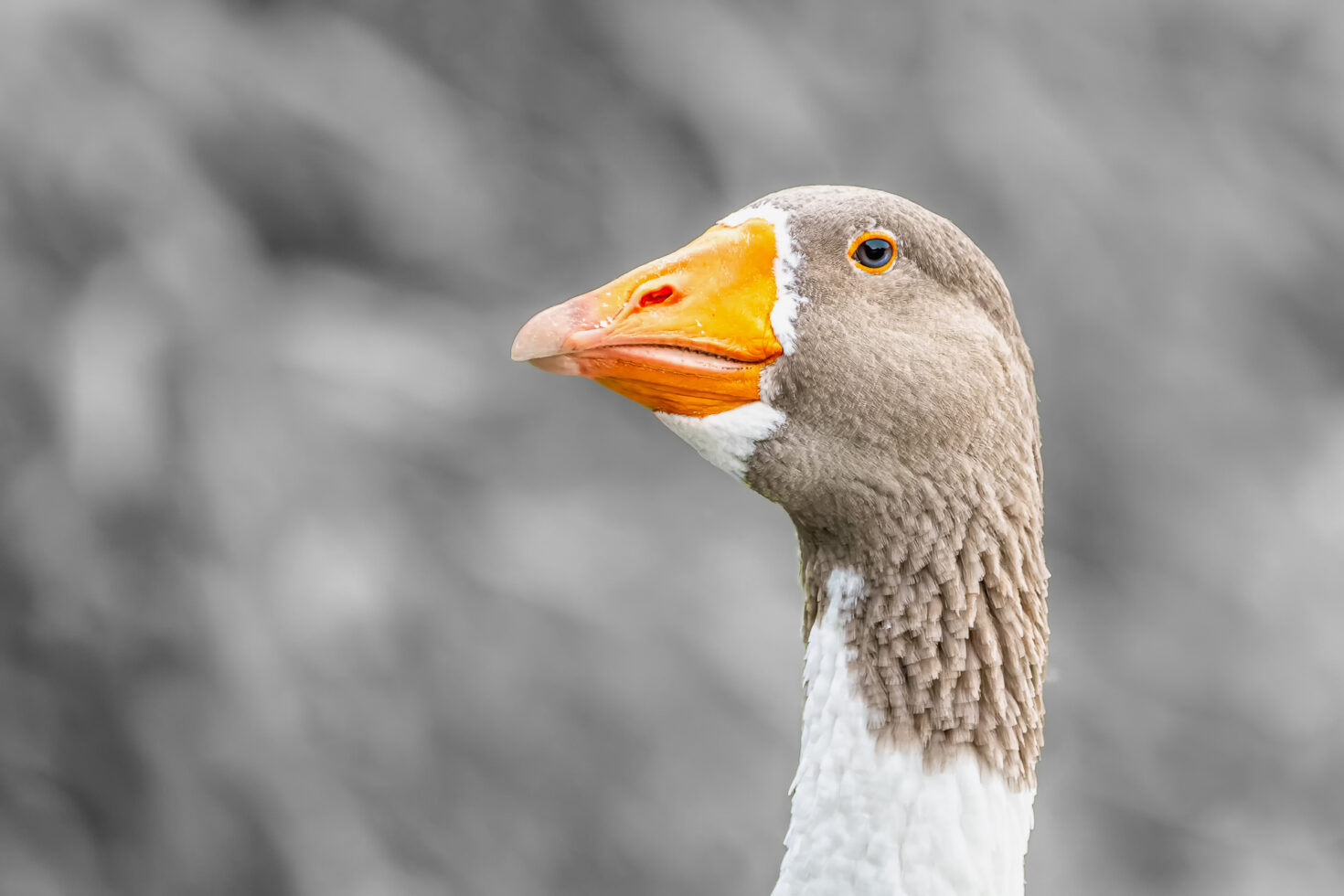 G&auml;nsemischling