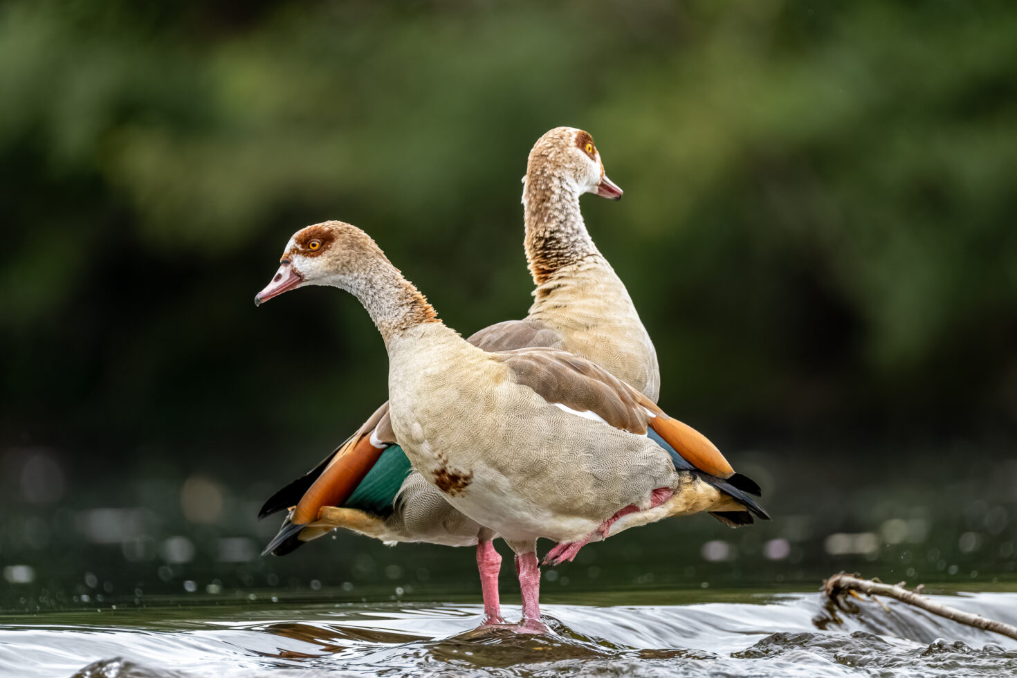 Nilg&auml;nse